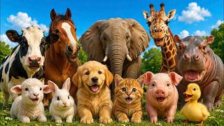 Animal Sounds For Kids Learn Farm Wild Animals Toddler Learning Video