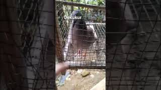 Download Lagu DEKUKUR MP3 Download Lagu DEKUKUR MP3