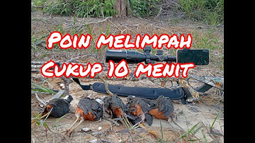 berburu ruak ruak sore hari poin melimpah ‼️ solo hunting