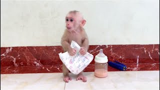 Baby monkey Miker waiting for mom dress him diaper and then drink milk