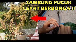 # TIS # TIPS SUKSES SAMBUNG PUCUK&CARA RAWAT YG BENAR SHG BUNGA SEHAT,LEBAT&KUAT - MAUKAN ?