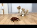 初めて巨大クモと遭遇した子猫の反応がこちら(マンチカン)