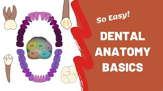 Introduction to Dental Anatomy screenshot 1