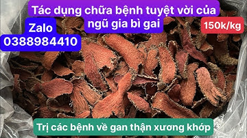Tác dụng chữa bệnh của củ ngũ gia bì gai (nhục thung dung nam, hoài sơn đỏ, bì gai nâu)