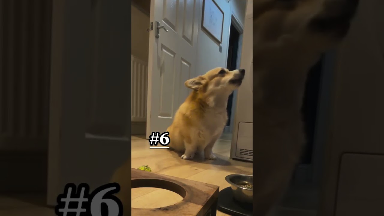 Awoo of the year 2025 🧡 Which is your fave?