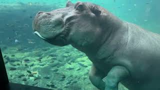 @TravelJoys : Hippo swimming, Animal kingdom, Florida