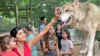 We Pet Wolves! - Wolves Up Close - Our Timber Wolf & Arctic Wolf Encounter - Wolves by Why World 48,989 views 3 years ago 8 minutes, 24 seconds