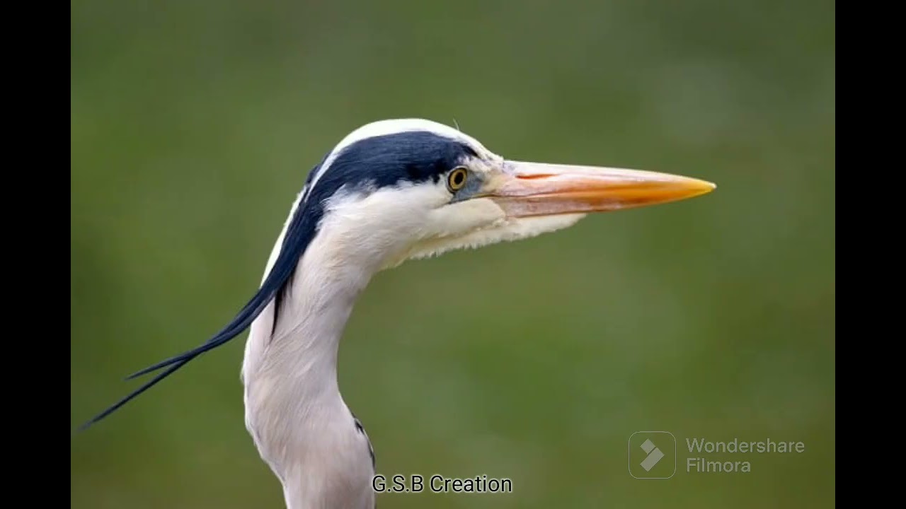 Bird | Instrumental Ringtone| Sparrow | Photos Slideshow | Status Video