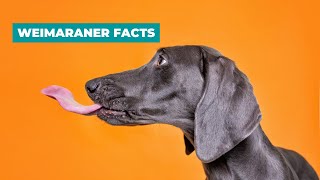 10 Pawsome Weimaraner Facts