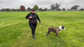 Shamrock- 5 Year Old Old-English Bulldog- 2 Week Board and Train by Off Leash K9 Boise 3 views 3 weeks ago 8 minutes, 19 seconds