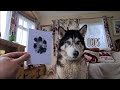Husky makes a mess out of Printing his Own Paw