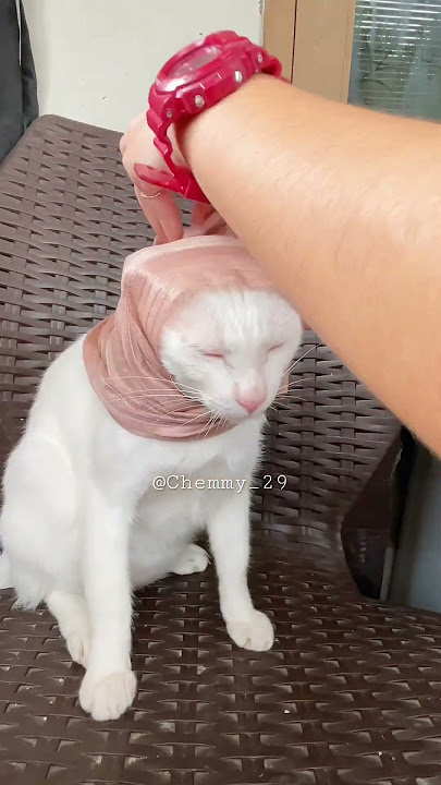 Chemmy berhijab cikbell #foryou #foryou #kucing #kucinglucu #catlover #shorts