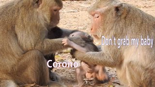 Adorable mom Corona try grab and request baby back from Vilma, Vilma want to catch baby Corano