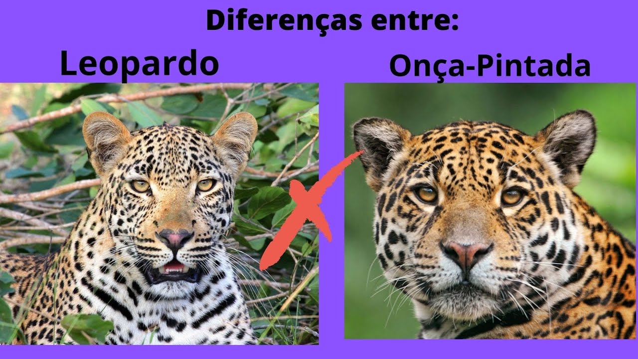 Diferenças entre o leopardo e a Onça-Pintada - YouTube