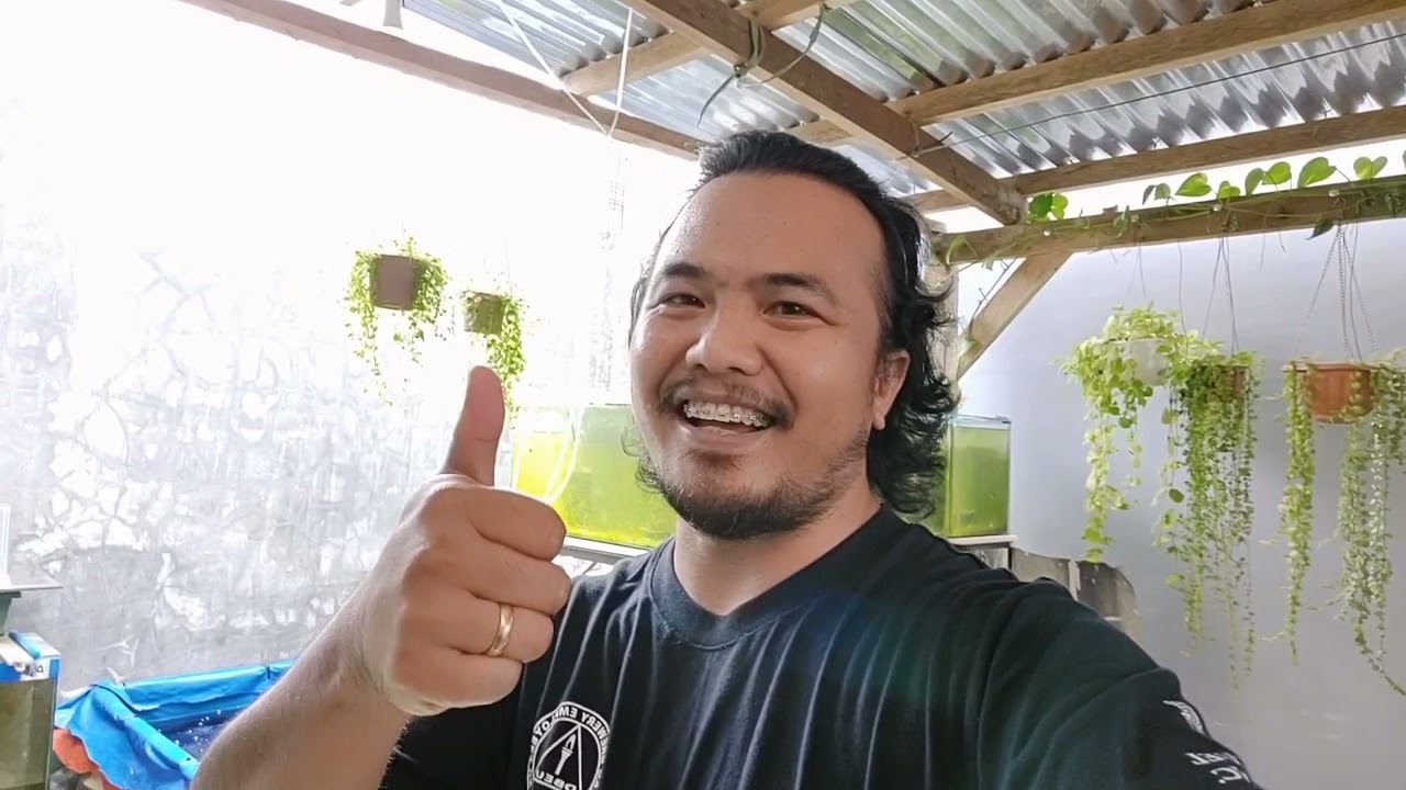 Feeding fry goldfish with boiled egg yolk