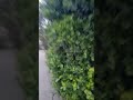 Live highlight