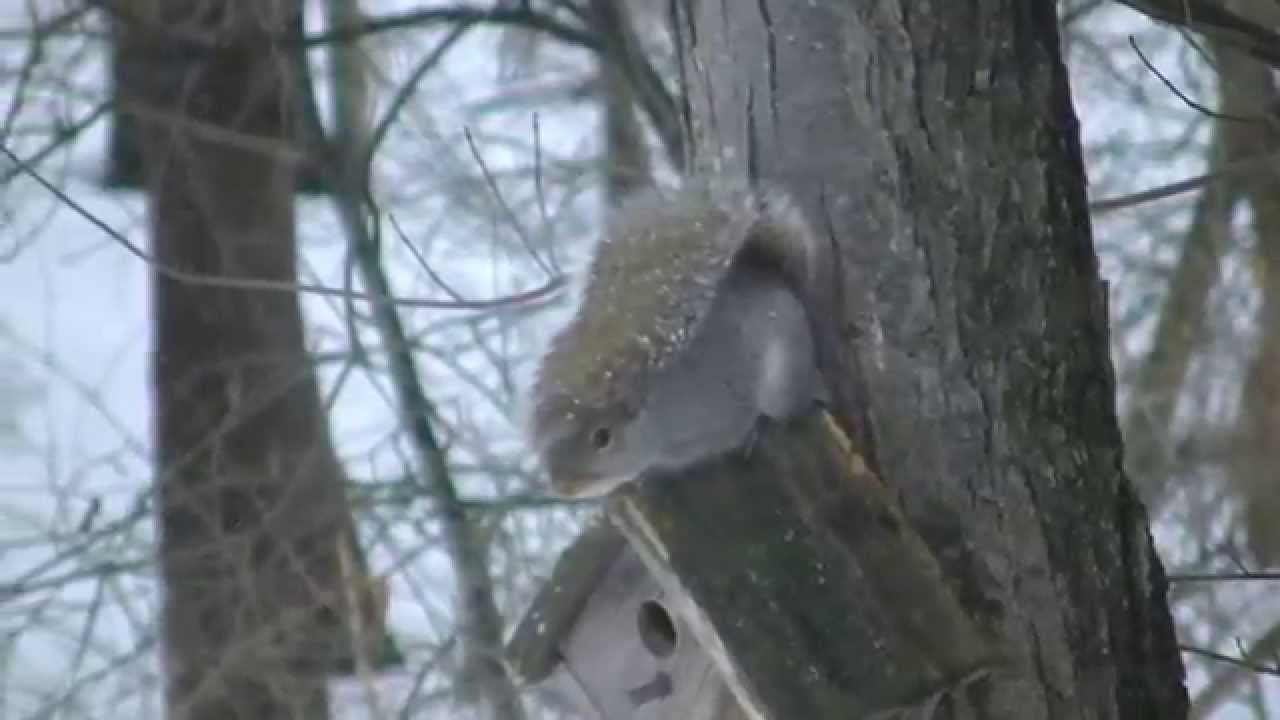 Squirrel Uses Tail As Umbrella YouTube squirrel-uses-tail-as-umbrella-youtube
