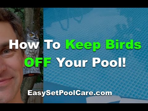 How To Keep Birds Off Intex EasySet Pool Ring - YouTube