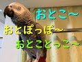 おとこ~♪おとぽっぽ~♪おとことっこ~♪ヨウムのるいちゃん