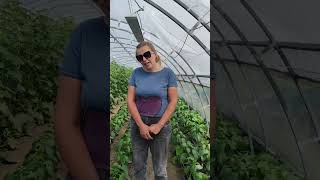 білокрилка. яка хімія допомагала мені #garden