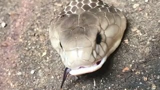 The Head Of The Snake Does Not Die After A Direct Cut..رأس الثعبان لا يموت بعد قطع الراس مباشر..!!!! The Head Of The Snake Does Not Die After A Direct Cut..رأس الثعبان لا يموت بعد قطع الراس مباشر..!!!!