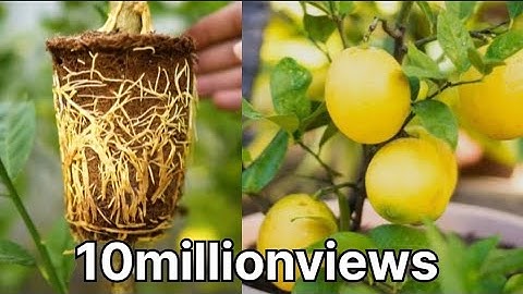 I Propagated a Lemon Tree in 1 Month Using Cucumber Power