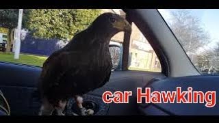 car hawking