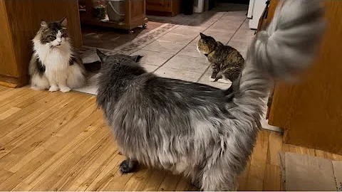 Watch the video about Mainecoon Cat Gets Professional Hair cut and Likes his New Look😲