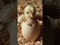 #eggs hatching #chicks hatching at home #desi chicks #chicks care tips #hatchery business Pakistan