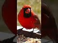 Rare & Colorful Birds You Won’t Believe Exist#facts #jungle #animals #wildlife #birds #quotes