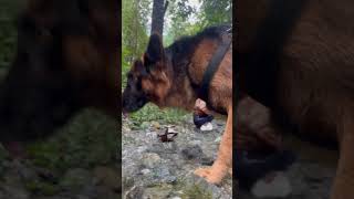 Drinking water from a forest stream #healing #nature #germanshepherd #pettravel #villagelife #life