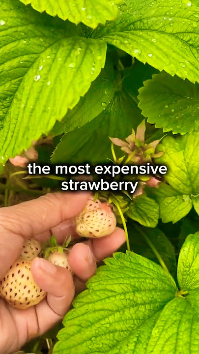 The most expensive strawberry