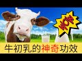 超級食物牛初乳｜【有病醫病，冇病補身】咁神奇?