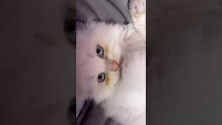 3 cats fact you must needed 😵😵 #cat #viralcats #trending #catvideos #kittens #shorts #growth