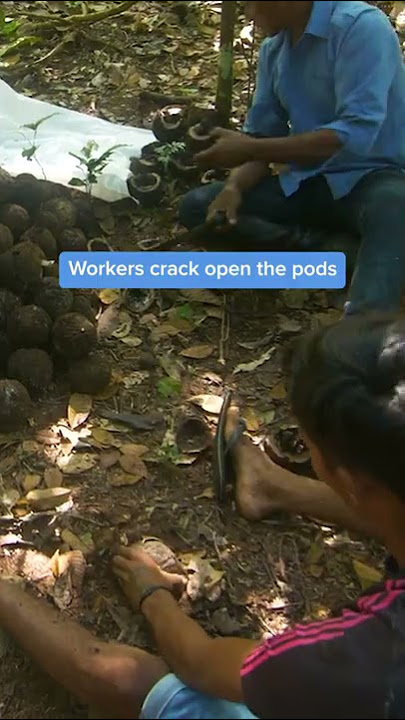 How brazil nuts are harvested #shorts #brazilnuts #sustainability #amazonrainforest #deforestation