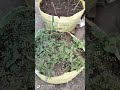 Tomato plant grow bag