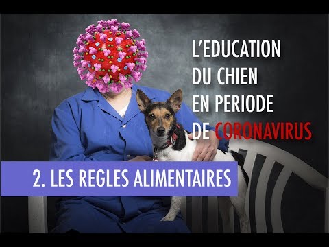 Comment gérer la nourriture du chien ? ( Coronavirus 2.Les règles alimentaires) Comment gérer la nourriture du chien ? ( Coronavirus 2.Les règles alimentaires)