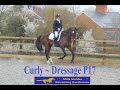 Curly ~ Dressage P17