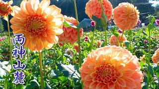 Dahlia Garden Hana-no-Sato at Mt. Ryokami Fumoto 2021. 両神山麓 花の郷 ダリア園　#4K