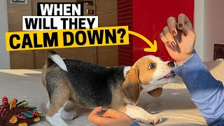 Understanding Your Beagle Puppy's Energy Levels by Beagle Care 5,509 views 12 days ago 1 minute, 43 seconds