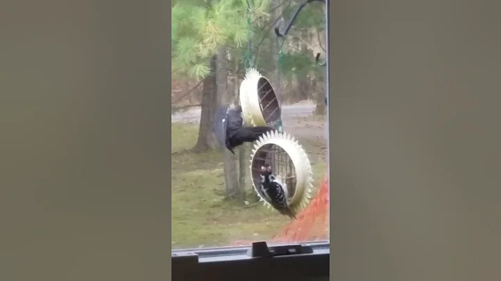 Pileated on feeder