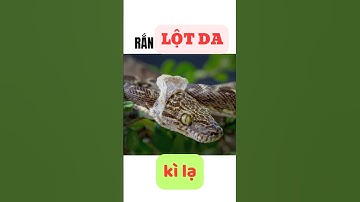 Rắn lột da kì lạ!
