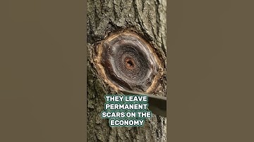 The Permanent Scars of Recession: Hysteresis Explained