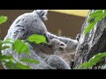 コアラ koala ナナミの赤ちゃん 東山動植物園 2020/12/09
