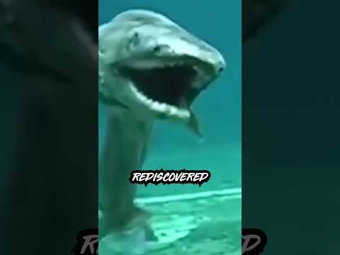 The FRILLED SHARK Once Thought EXTINCT Has Been Rediscovered By Divers On The Japanese Coast