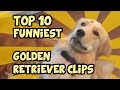 TOP 10 OF THE FUNNIEST GOLDEN RETRIEVER VIDEOS OF ALL TIME