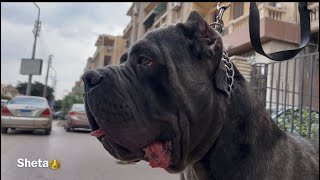 اضخم واكبر كلب كين كورسو في مصر😱🐶Canecorso