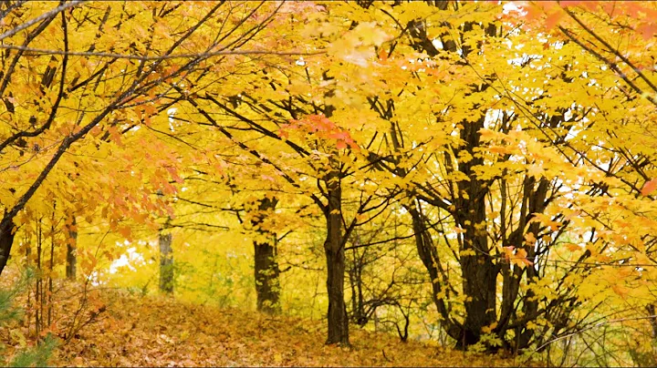 60 Seconds of Michigan Fall Colors