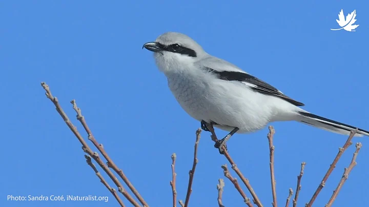 Backyard birding on the Saugeen Bruce!