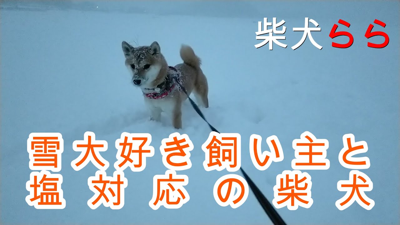 雪大好き飼い主と塩対応の柴犬 Youtube 雪大好き飼い主と塩対応の柴犬 Youtube